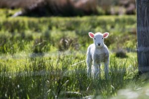 Seeing Spring in December